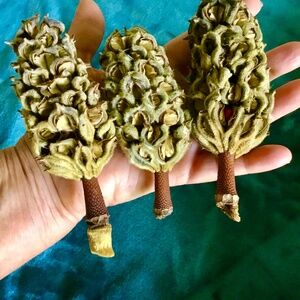 10 Magnolia Thanksgiving decorations